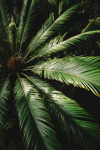 Close up photo of attalea speciosa green leaves in botanical garden, selective focus. babassu oil