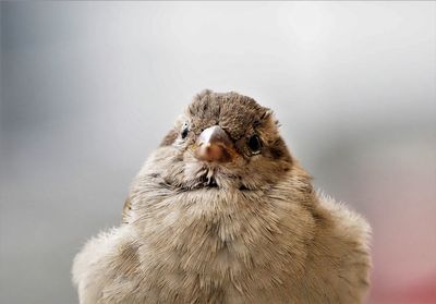 Close-up of a bird