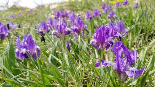 Close-up of purple crocus flowers on field