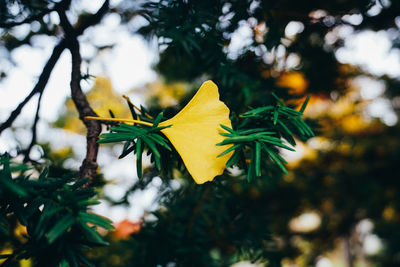 Close-up of yellow maple leaves on plant during autumn