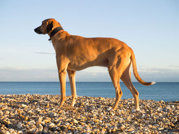 Dog on beach