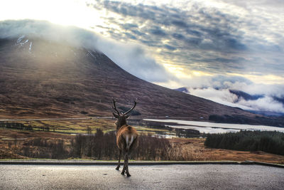 Deer standing on mountain against sky