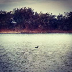 Swan swimming in lake against sky