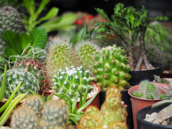 Close-up of cactus growing on potted plant