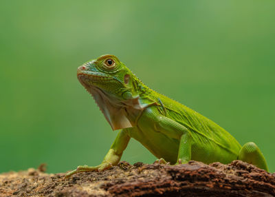 Close-up of lizard on rock
