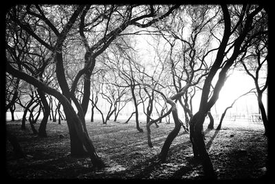 Bare trees against sky