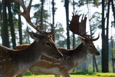 Deer in a forest