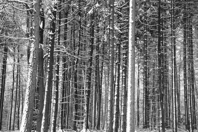View of trees in forest during winter
