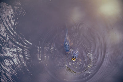 High angle view of spider in the lake