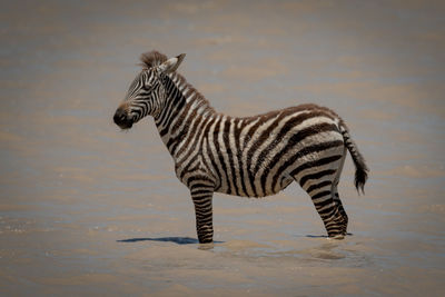 Plains zebra foal stands in shallow lake