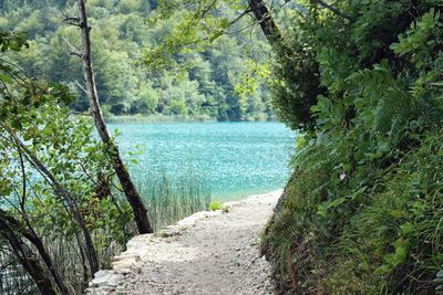 Footpath amidst trees in forest