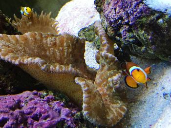 Close-up of coral in sea
