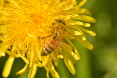 Close-up of bee pollinating on flower