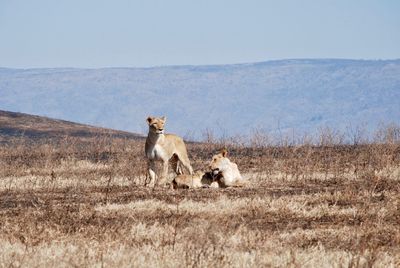 Horses in a field