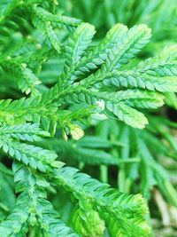 Close-up of fresh green leaves on branch