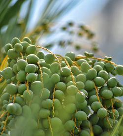 Closeup of dates on a palm tree with blurred building in background