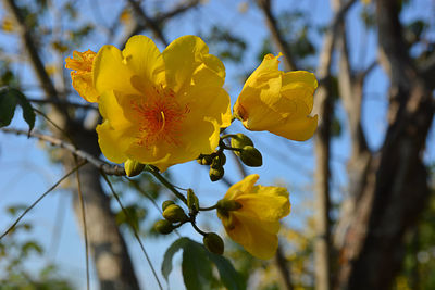 Close-up of yellow flowering plant