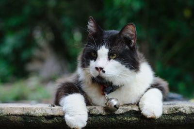 Portrait of a cat looking away