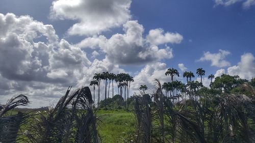 Low angle view of trees against sky