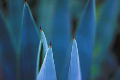 Close-up of blue flowering plant