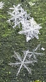 Close-up of snow on plant