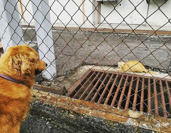 Side view of a dog looking away