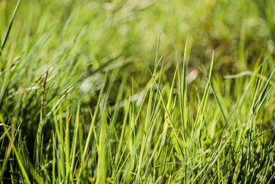 Full frame shot of plants growing on field