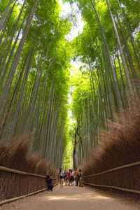 Arashiyama bamboo grove zen garden, a natural forest of bamboo in arashiyama, kyoto, japan