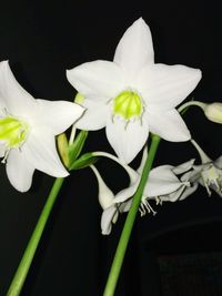 Close-up of white flowers