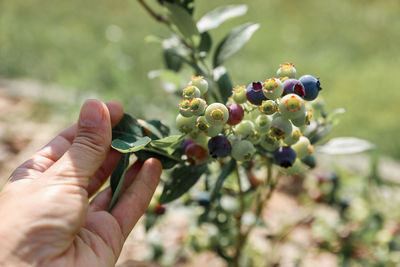 Close-up of hand holding grapes