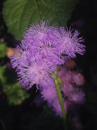 Close-up of purple flower