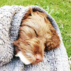 High angle view of dog sleeping