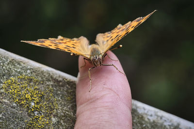 Close-up of butterfly on hand