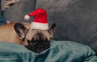 French bulldog puppy in santa hat sleeping on sofa.
