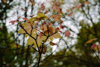 Low angle view of tree branch