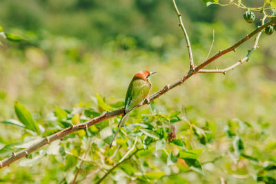 Chestnut-headed