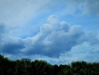 Low angle view of trees against sky