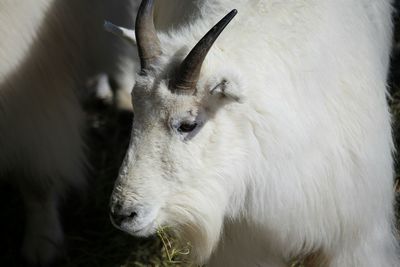 Close-up of white horse