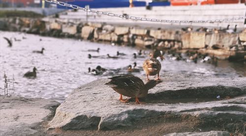 Seagull perching on rock