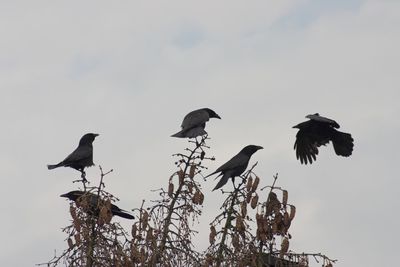 Low angle view of birds perching on tree against sky