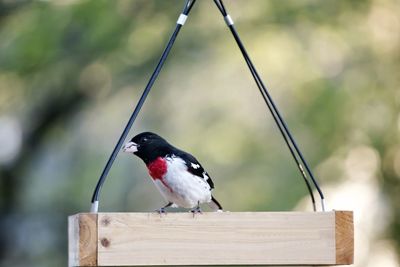 Close-up of bird perching on railing