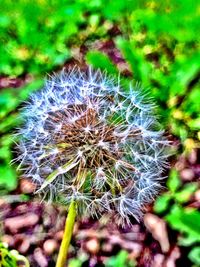 Close-up of plant growing on field