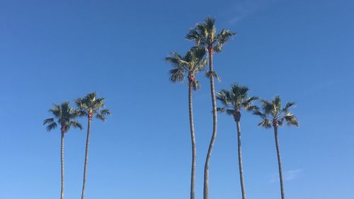 Low angle view of palm trees against clear blue sky