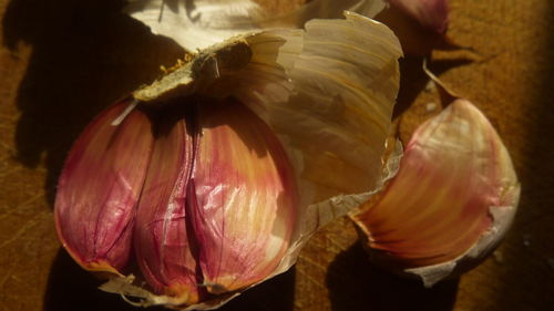 Close-up of food