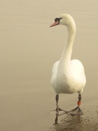 Bird on white background