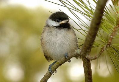Baby chickadees up close in pine tree