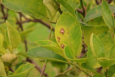 Lime's leaf canker, plant disease caused by bacteria