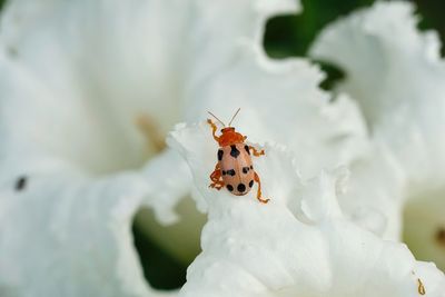 Close-up of insect on white flower