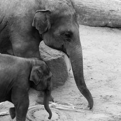 View of elephant in zoo