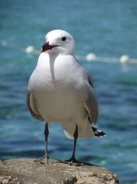 Close-up of seagull perching on sea shore